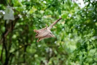seeing animals at RainForest Adventures Zoo is one of the best unique things to do in Sevierville TN